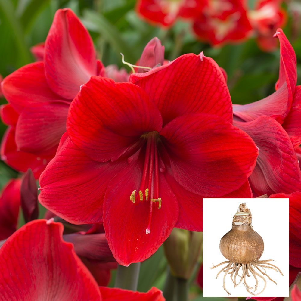 Amaryllis 'Red Label'