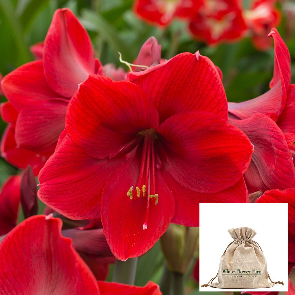 Amaryllis 'Red Label'