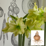  Amaryllis 'Yellow Star,' bulb only