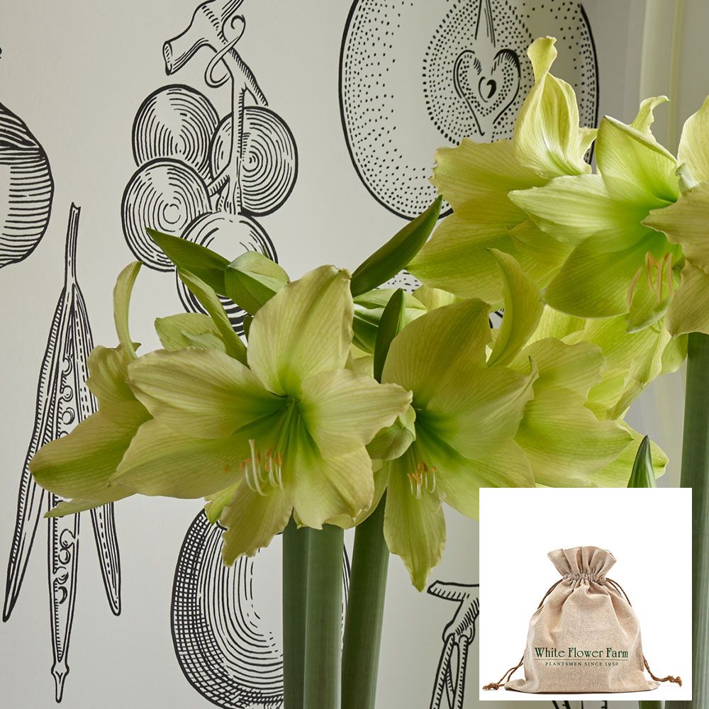 Amaryllis 'Yellow Star'