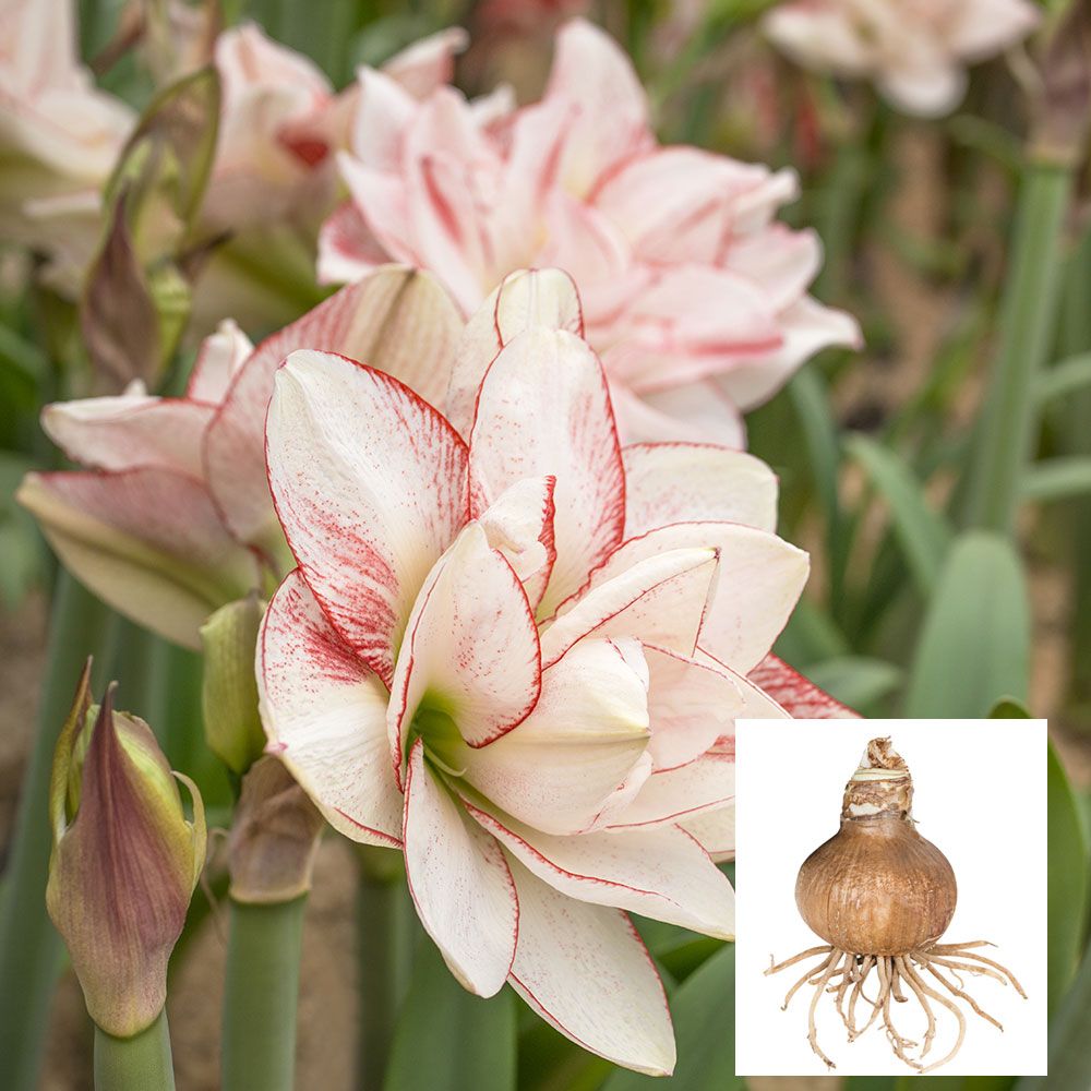 Amaryllis Striped Amadeus White Flower Farm