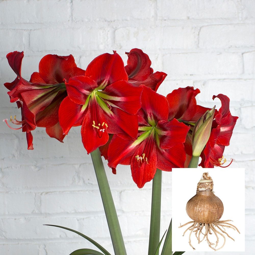 Amaryllis 'Napoli'