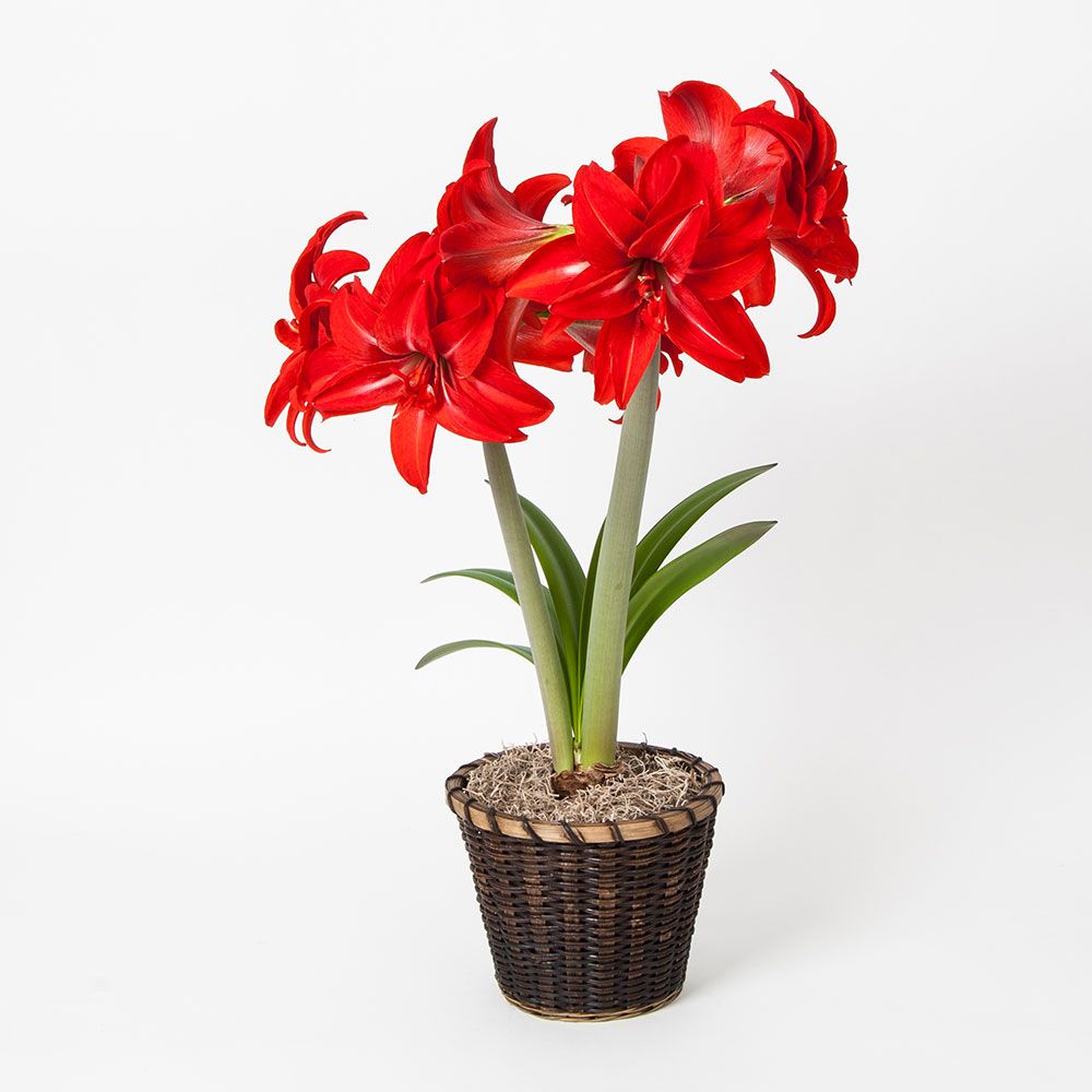 Amaryllis Double Delicious White Flower Farm