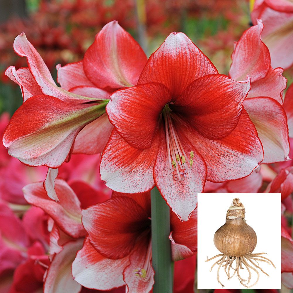 Amaryllis 'Stardust'