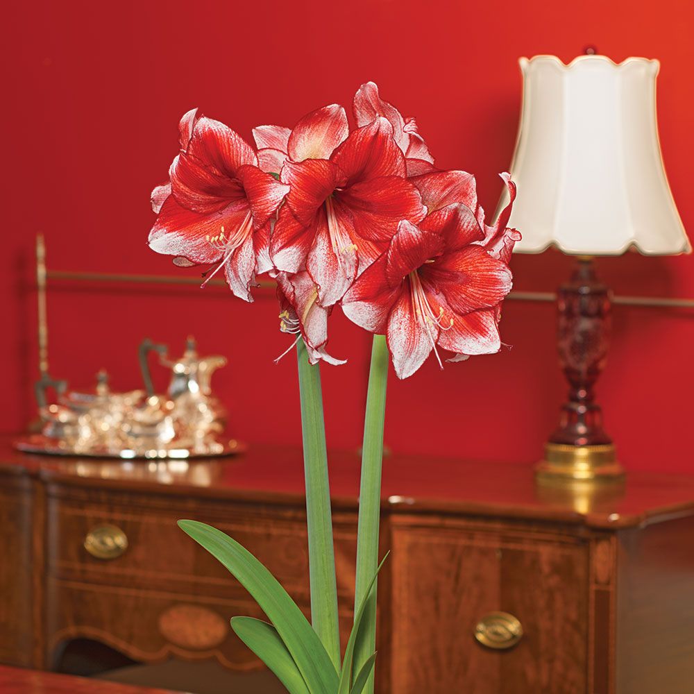 Amaryllis 'Stardust'