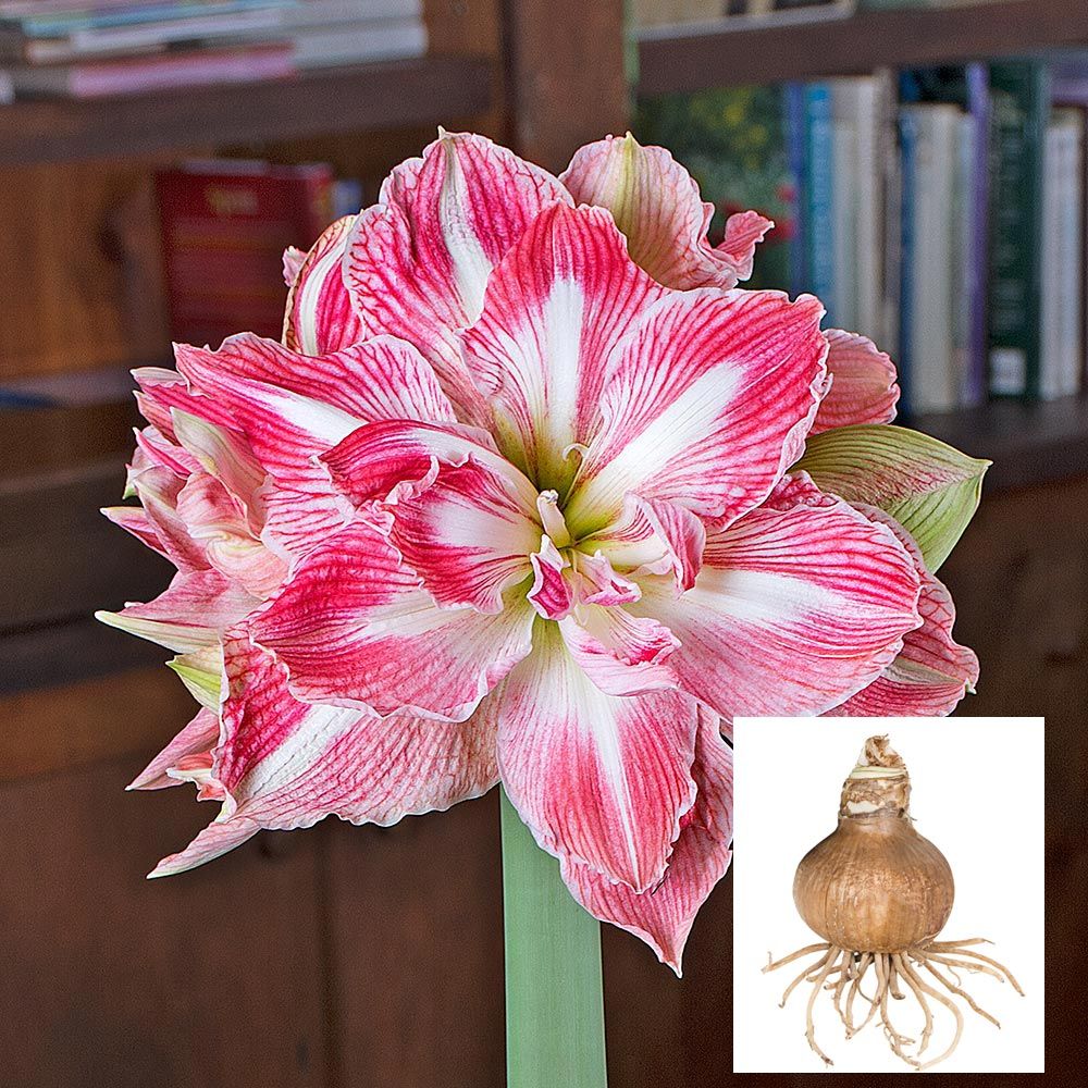 Amaryllis 'Pretty Nymph'