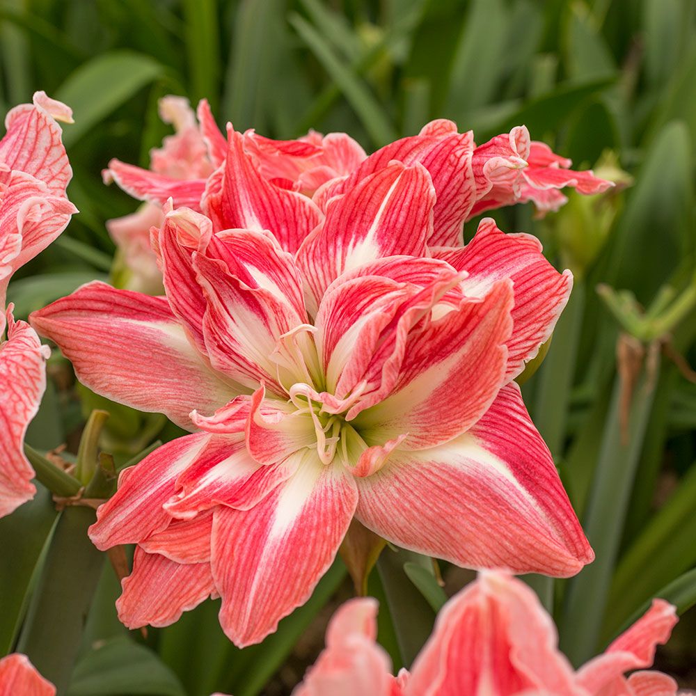 Amaryllis Pretty Nymph White Flower Farm