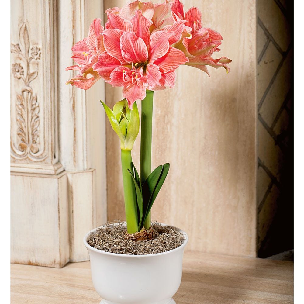 Amaryllis 'Sweet Nymph'