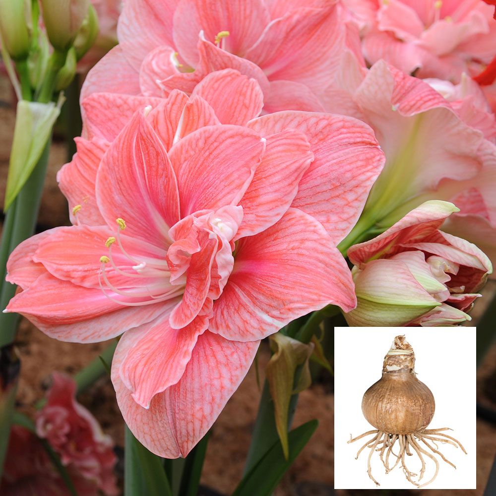 Amaryllis 'Sweet Nymph'