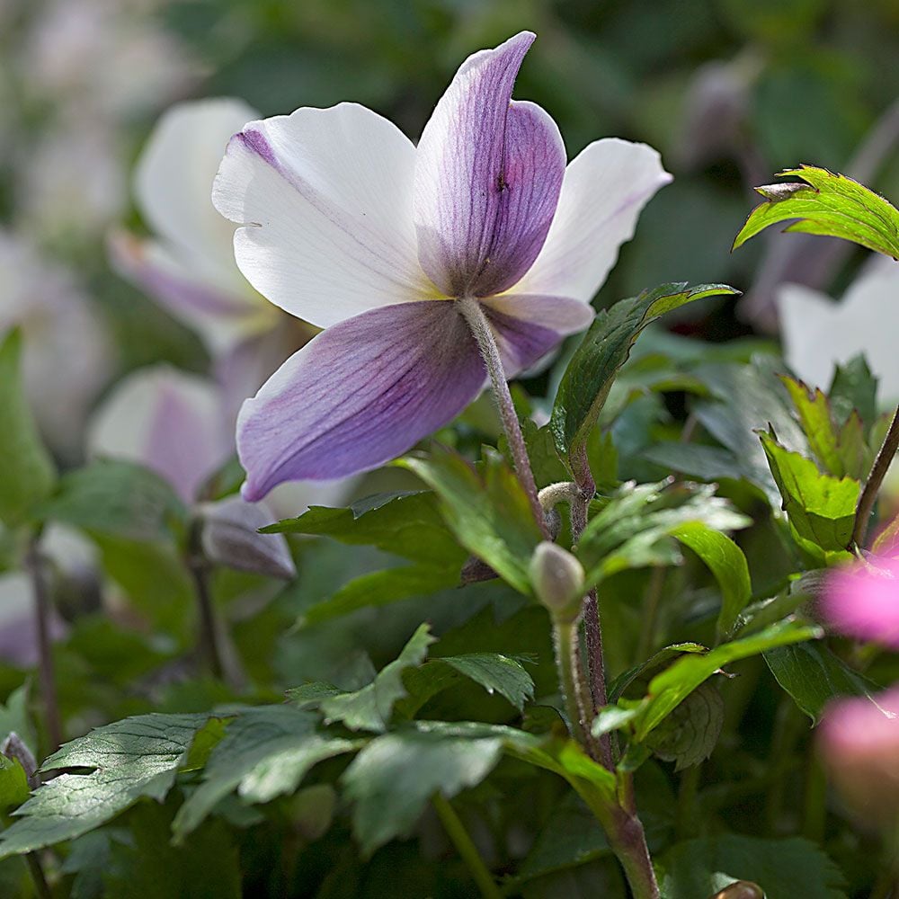 Anemone Wild Swan