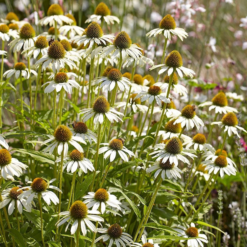 Echinacea purpurea 'White Swan'