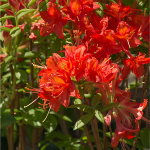  Azalea 'Satan'