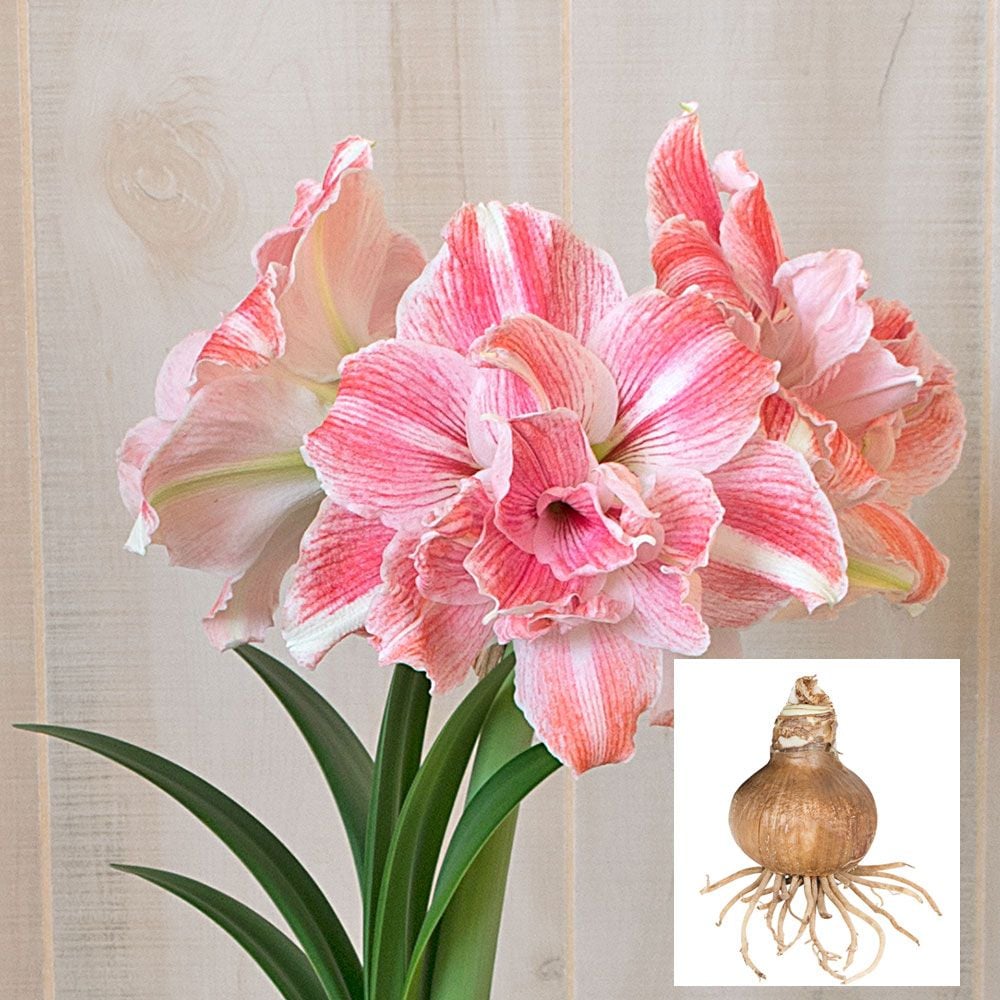 Amaryllis First Love