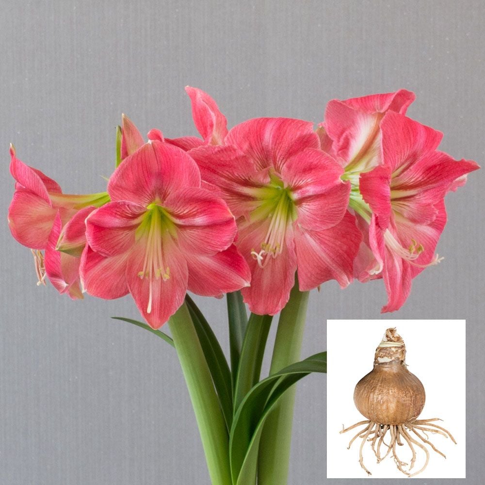 Amaryllis 'Candy Floss'