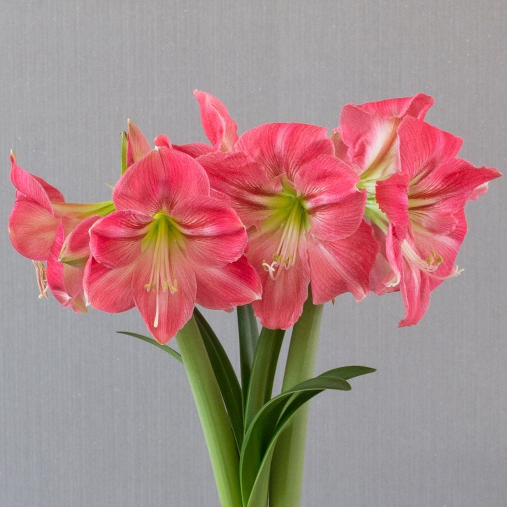 Amaryllis Candy Floss | White Flower Farm