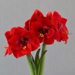  Amaryllis Merry Christmas®