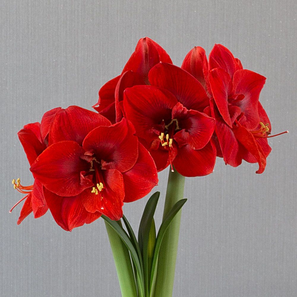 Amaryllis Merry Christmas®  White Flower Farm
