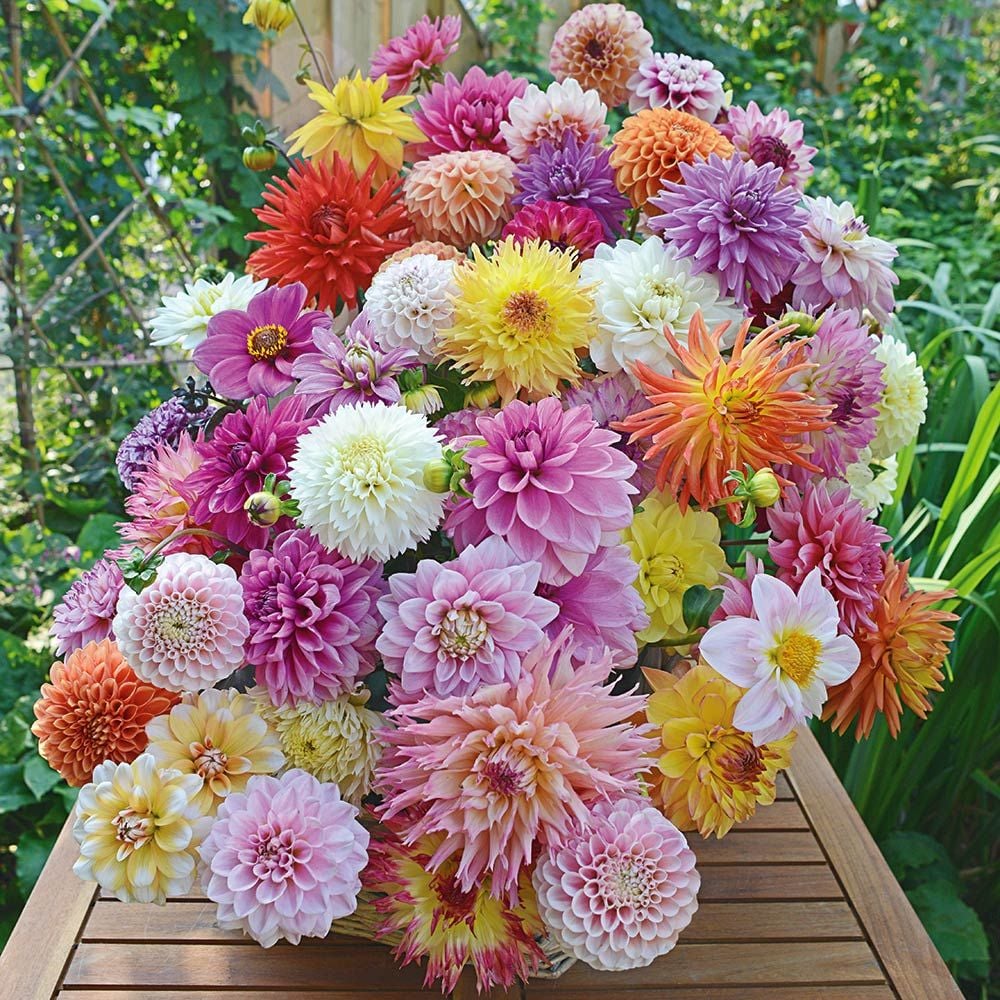 Summertime Splendor Dahlia Collection