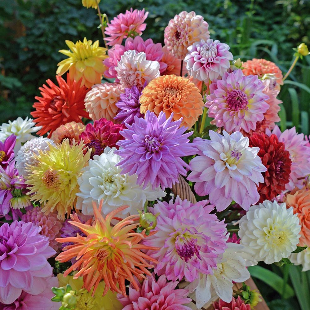 Garden Flowering Plants 2x5 DahliaAll Summer Long Mixed Colors Tubers