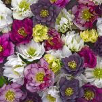  Helleborus Wedding Party® Mix