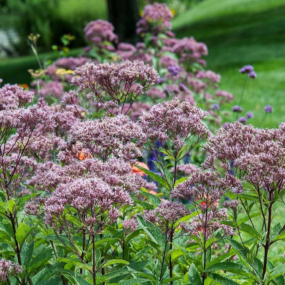 Eupatorium maculatum 'Red Dwarf'