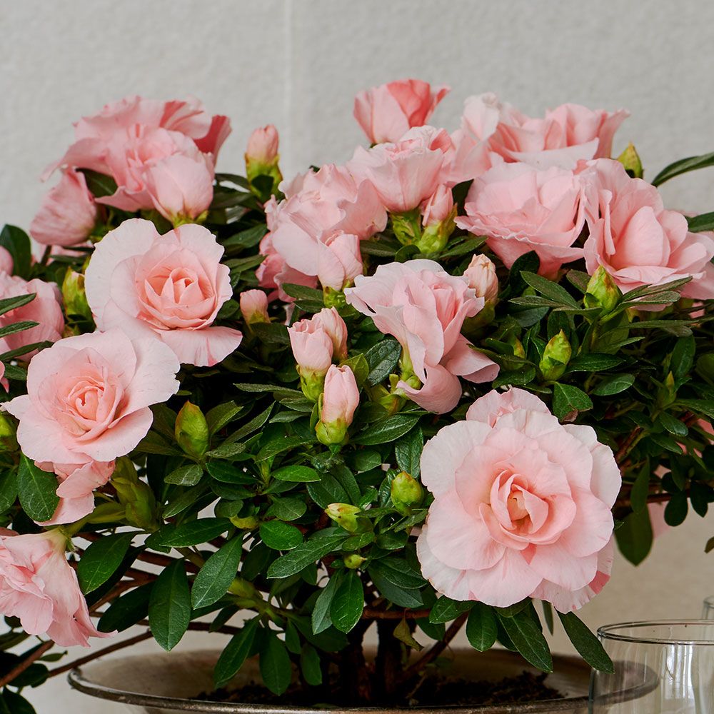 Months of Houseplants White Flower Farm