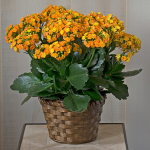 October - Kalanchoe