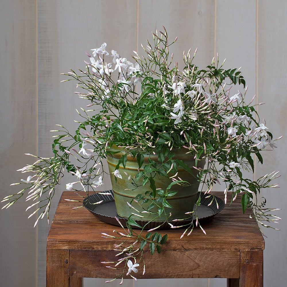 How To Care For The Sweet Pink Jasmine Everybody Loves