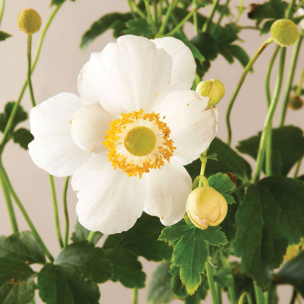 Anemone White Flower Farm