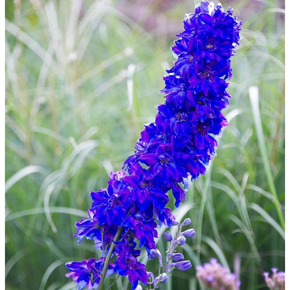 Delphinium Flower Varieties | White Flower Farm