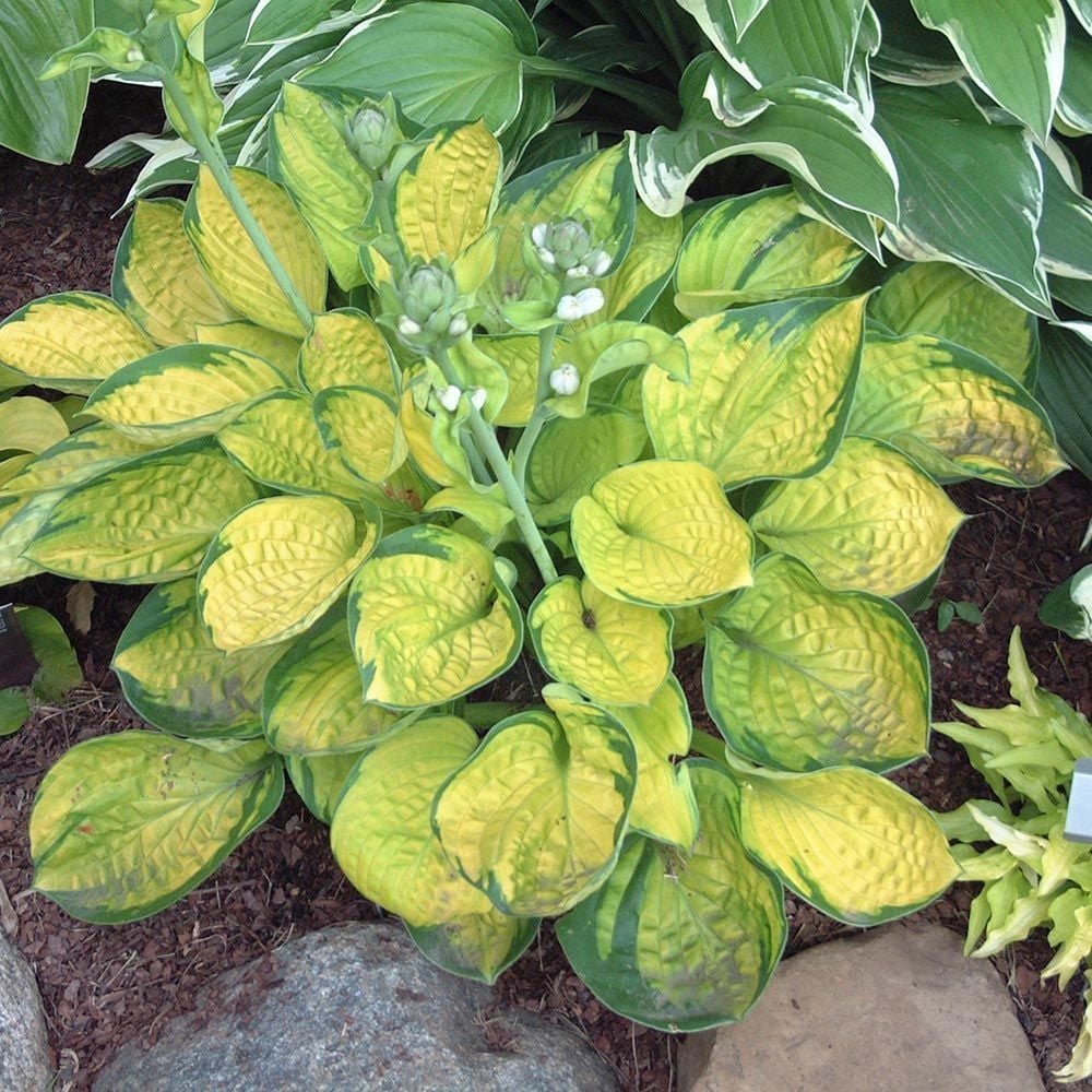 Hostas For Sale >> Hosta Hosta Varieties More White Flower Farm Hostas For Sale >> Hosta Hosta Varieties More White Flower Farm