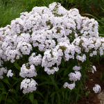  Phlox 'Fashionably Early Crystal'