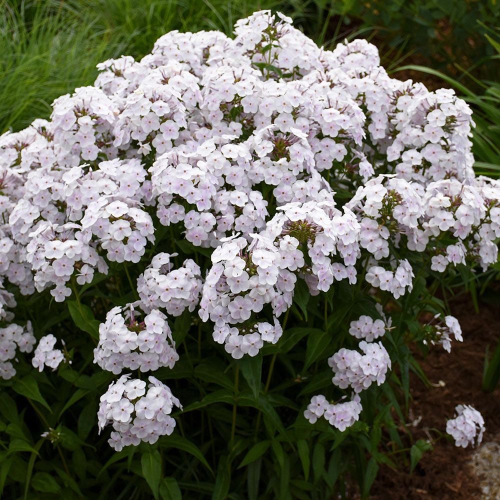 Phlox 'Fashionably Early Crystal'