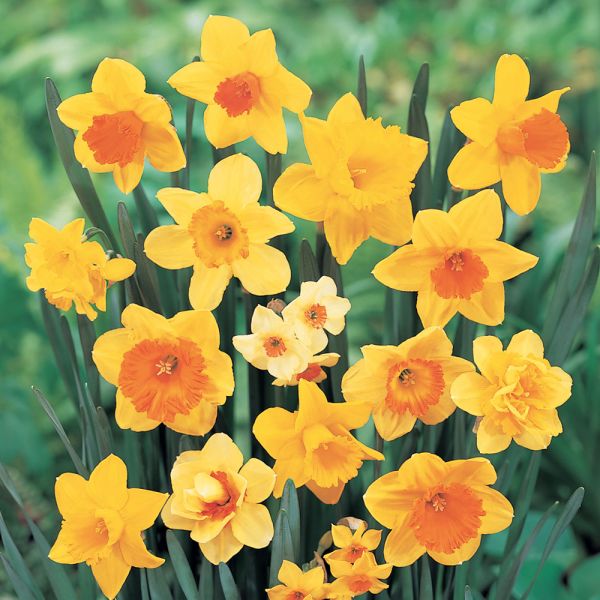 Bold Beauties Daffodil Mix White Flower Farm