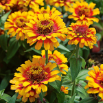  Zinnia 'Zowie! Yellow Flame'