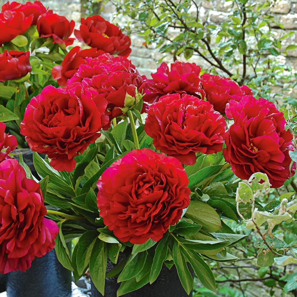 Paeonia Henry Bockstoce White Flower Farm