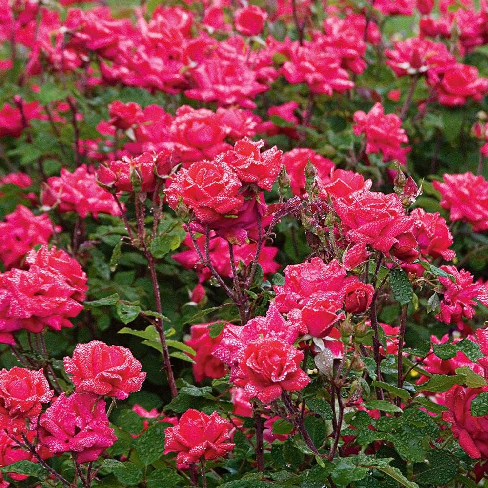 Knockout Rose Bushes | escapeauthority.com