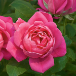 Rose Pink Double Knock Out®