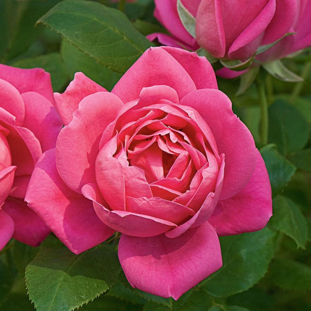 KNOCK OUT 1 Gal. Pink Double Knock Out Rose Bush with Pink Flowers