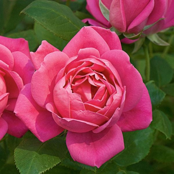 Rose Pink Double Knock Out White Flower Farm