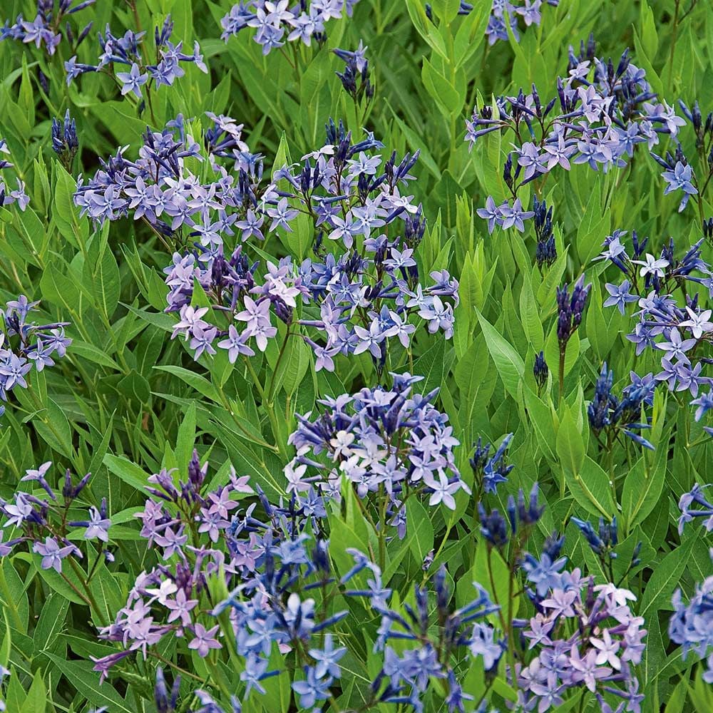 Amsonia Blue Ice White Flower Farm