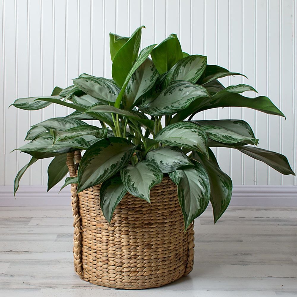 Image result for chinese evergreen