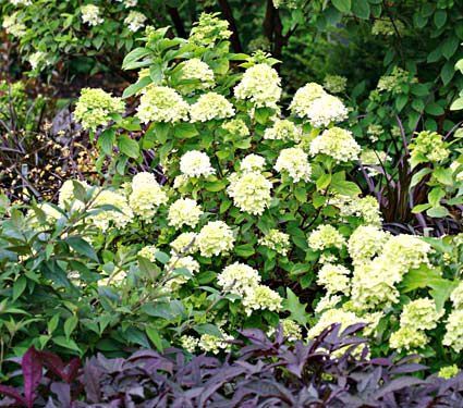 Hydrangeas By Botanical Name White Flower Farm