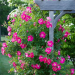 Climbing Roses
