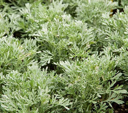 Artemisia Parfum d’Ethiopia | White Flower Farm