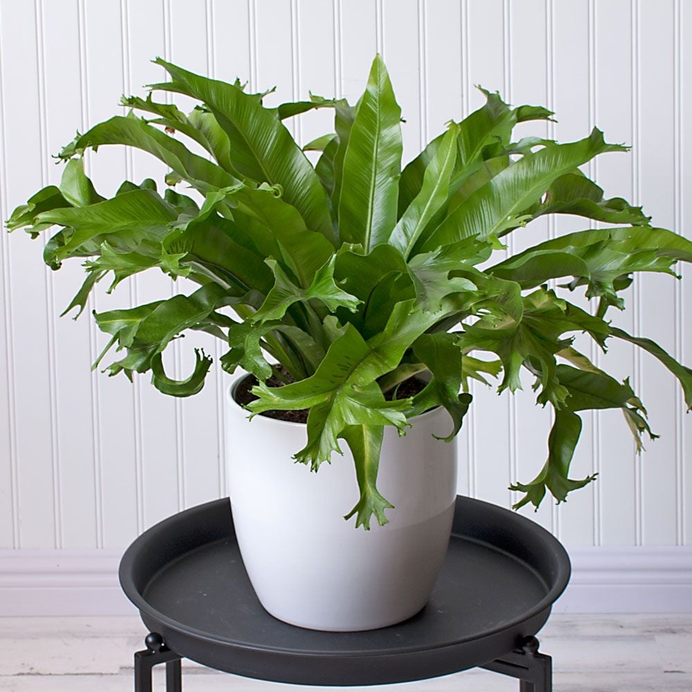 Bird's Nest Fern Crissie White Flower Farm