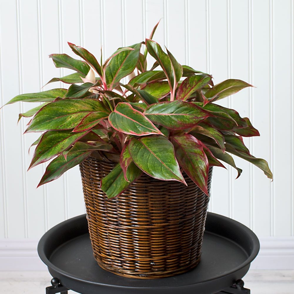 Chinese Evergreen 'Siam Aurora'