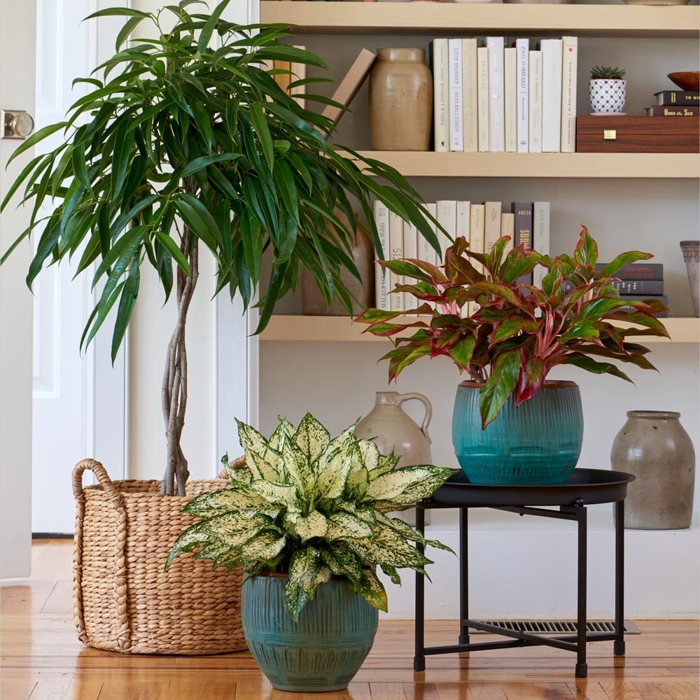 Chinese Evergreen 'Siam Aurora' | White Flower Farm