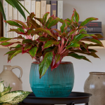  Chinese Evergreen 'Siam Aurora'