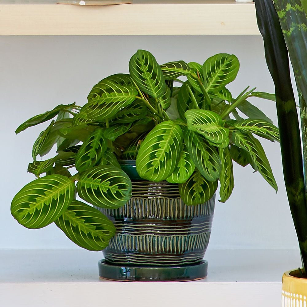 Prayer Plant 'Lemon Lime' | White Flower Farm